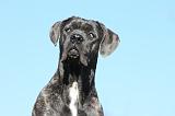 CANE CORSO 967